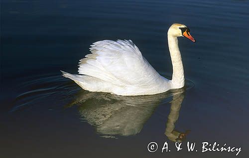 łabędź niemy Cygnus olor