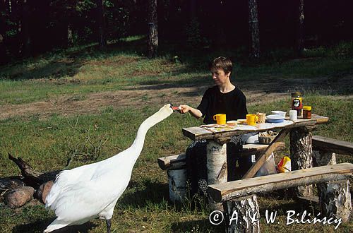 Karmienie łabędzia