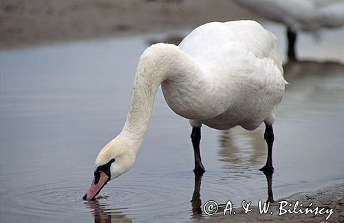 łabędź niemy Cygnus olor żerowanie