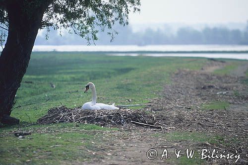 łabędź niemy Cygnus olor na gnieździe