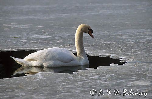 łabędź niemy Cygnus olor