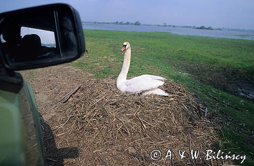 łabędź niemy Cygnus olor na gnieździe przy drodze