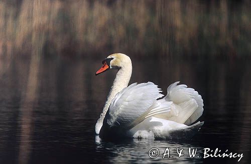 łabędź niemy Cygnus olor