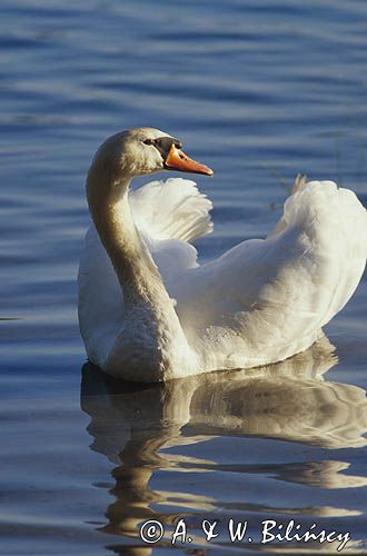 łabędź niemy Cygnus olor