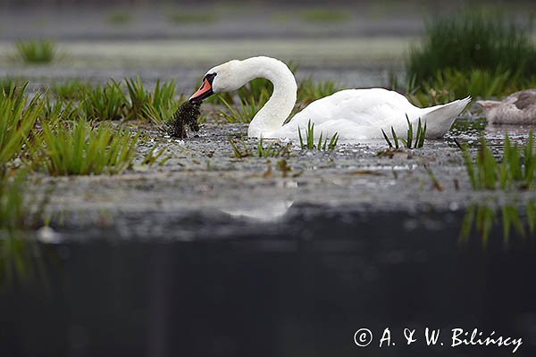 Łabędź niemy, Cygnus olor