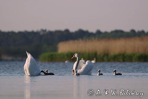 łabędź niemy Cygnus olor, para z pisklętami