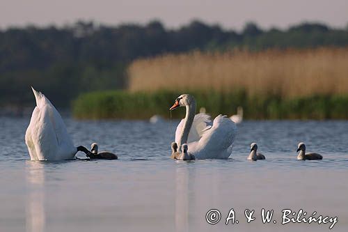 łabędź niemy Cygnus olor, para z pisklętami