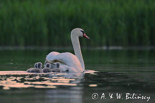 łabędź niemy Cygnus olor, samica z pisklętami