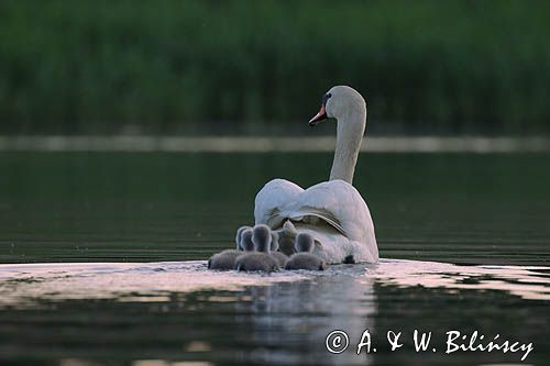 łabędź niemy Cygnus olor, samica z pisklętami