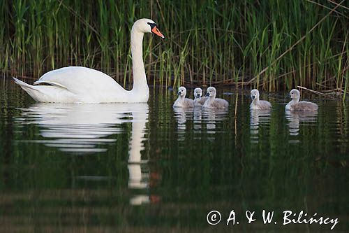 łabędź niemy Cygnus olor, samica z pisklętami