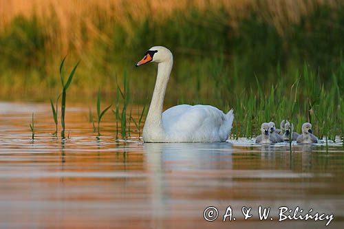 łabędź niemy Cygnus olor, samica z pisklętami