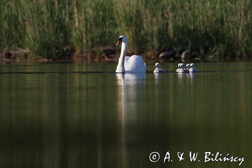 łabędź niemy Cygnus olor, samica z pisklętami