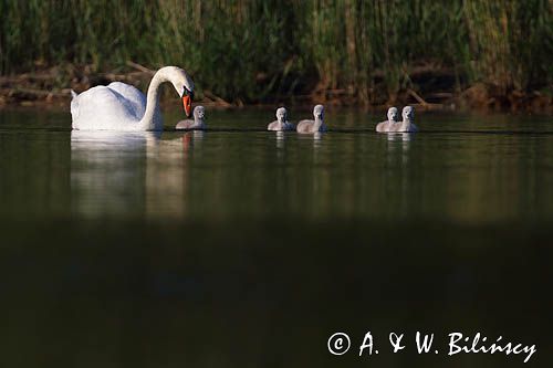 łabędź niemy Cygnus olor, samica z pisklętami