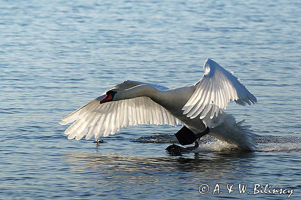 Łabędź niemy Cygnus olor, lądowanie, wodowanie
