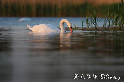 łabędź niemy Cygnus olor