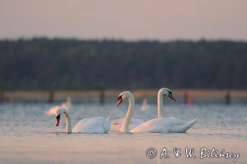 łabędź niemy Cygnus olor