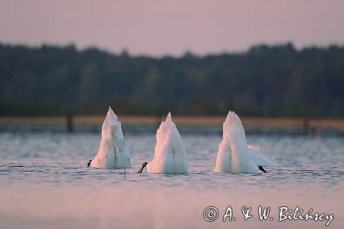 łabędź niemy Cygnus olor