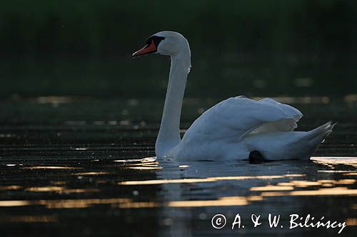 łabędź niemy Cygnus olor