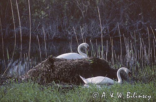 łabędzie nieme przy gnieździe, Cygnus olor