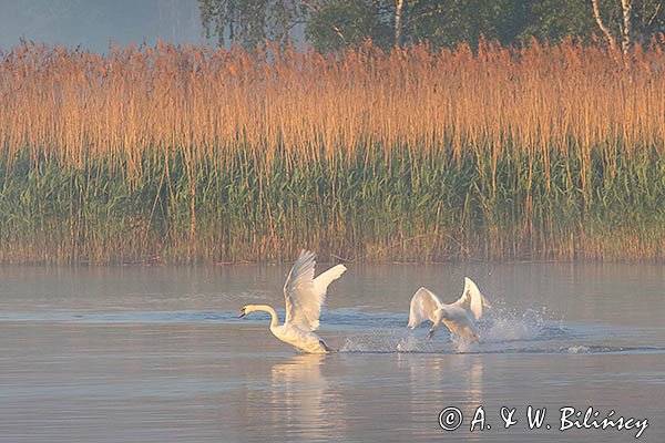 Łabędź niemy Cygnus olor, gonitwa