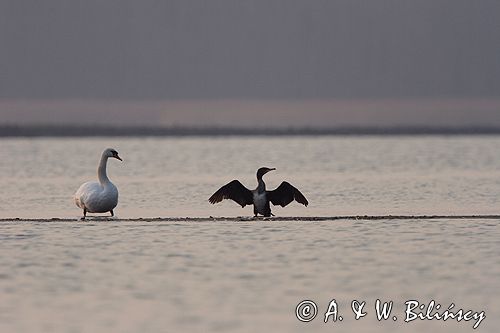 kormoran i łabędź w ujściu Wisły