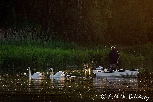 łabędź niemy Cygnus olor, z pisklętami oraz wędkarz