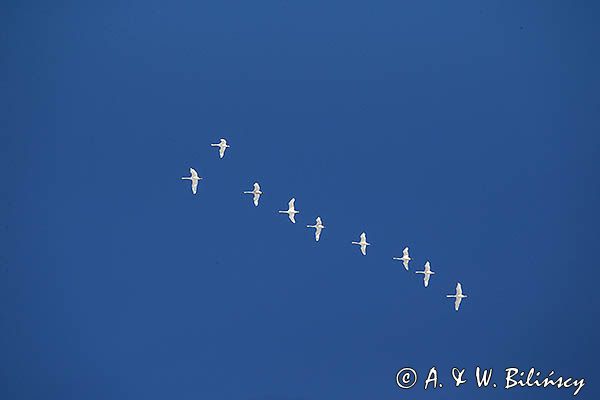łabędź niemy Cygnus olor, klucz