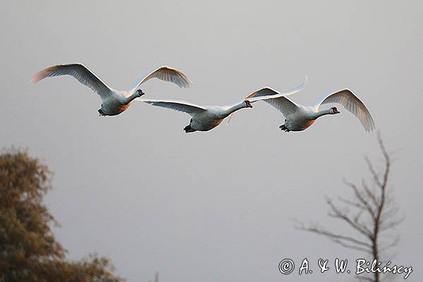 Łabędź niemy Cygnus olor