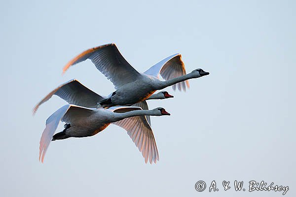 Łabędź niemy, Cygnus olor