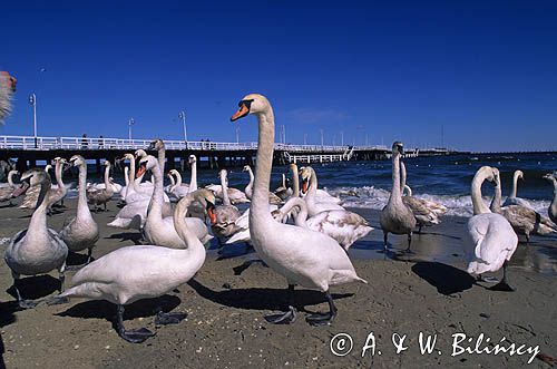 Sopot łabędzie przy molo