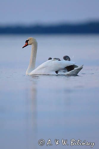 łabędź niemy Cygnus olor, z pisklętami na barana
