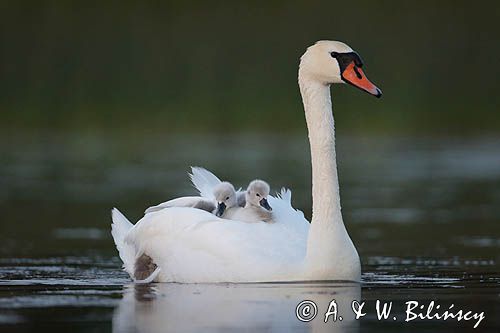 łabędź niemy Cygnus olor, z pisklętami na barana