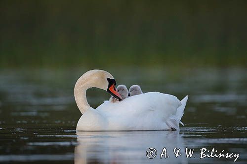 łabędź niemy Cygnus olor, z pisklętami na barana