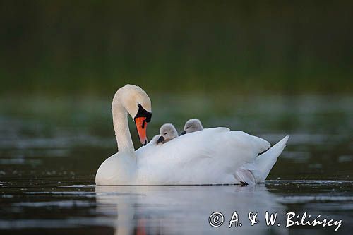 łabędź niemy Cygnus olor, z pisklętami na barana