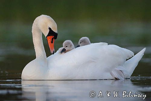 łabędź niemy Cygnus olor, z pisklętami na barana