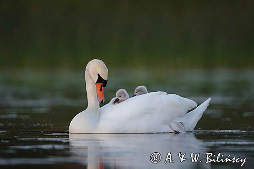 łabędź niemy Cygnus olor, z pisklętami na barana