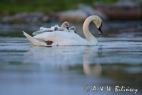 łabędź niemy Cygnus olor, z pisklętami na barana
