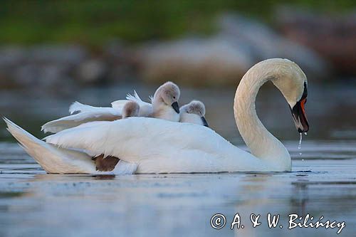 łabędź niemy Cygnus olor, z pisklętami na barana