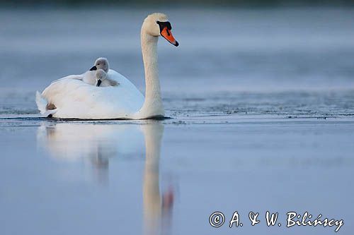 łabędź niemy Cygnus olor, z pisklętami na barana