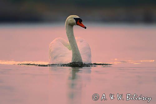 łabędź niemy Cygnus olor