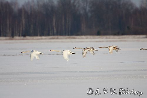 łabędzie nieme nad Biebrzą