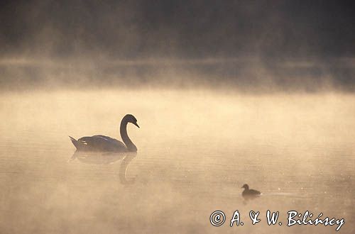 łabędź niemy Cygnus olor i kaczka