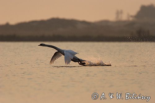 Łabędź niemy Cygnus olor)