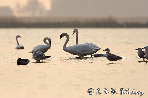 Łabędź niemy Cygnus olor)