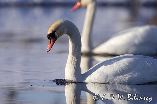 łabędź niemy Cygnus olor