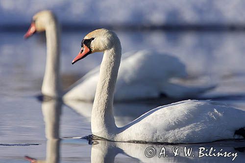 łabędź niemy Cygnus olor