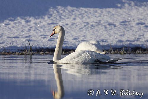 łabędź niemy Cygnus olor