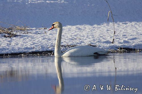 łabędź niemy Cygnus olor