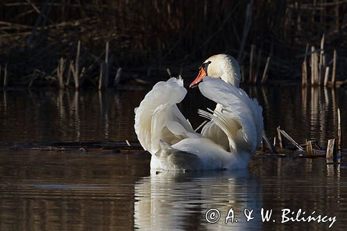 łabędź niemy, Cygnus olor