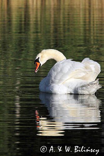 Łabędź niemy Cygnus olor